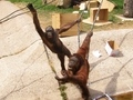 Orangutani v ZOO Dvůr Králové