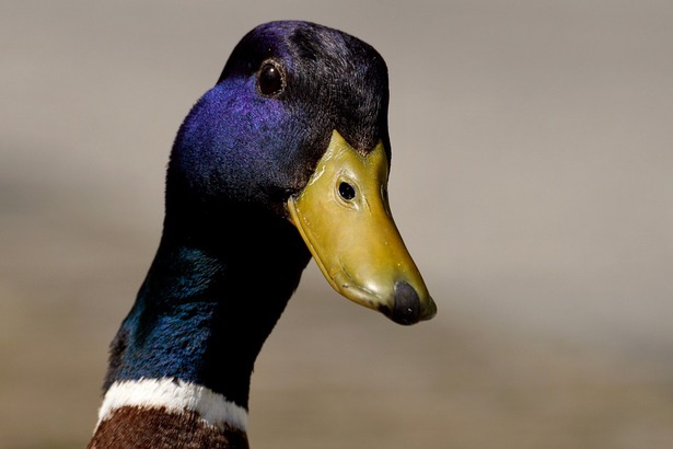 Veterináři na Hradecku potvrdili dvě ohniska ptačí chřipky