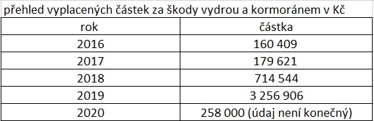 Nejen vlk škodí. Kraj kvůli útokům kormoránů či vyder pomůže chovatelům ryb