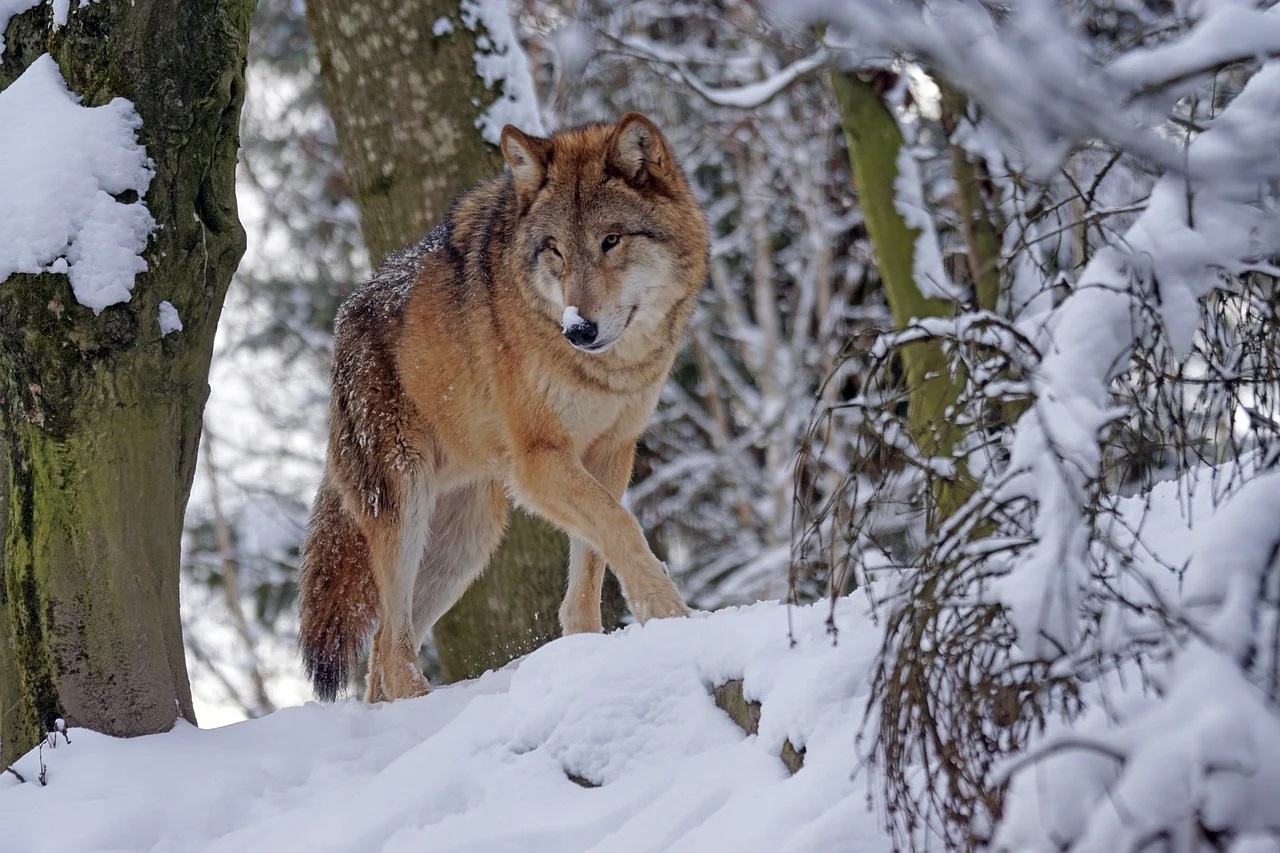 Královéhradecký kraj hledá způsob, jak pomoci předcházet škodám způsobených vlkem