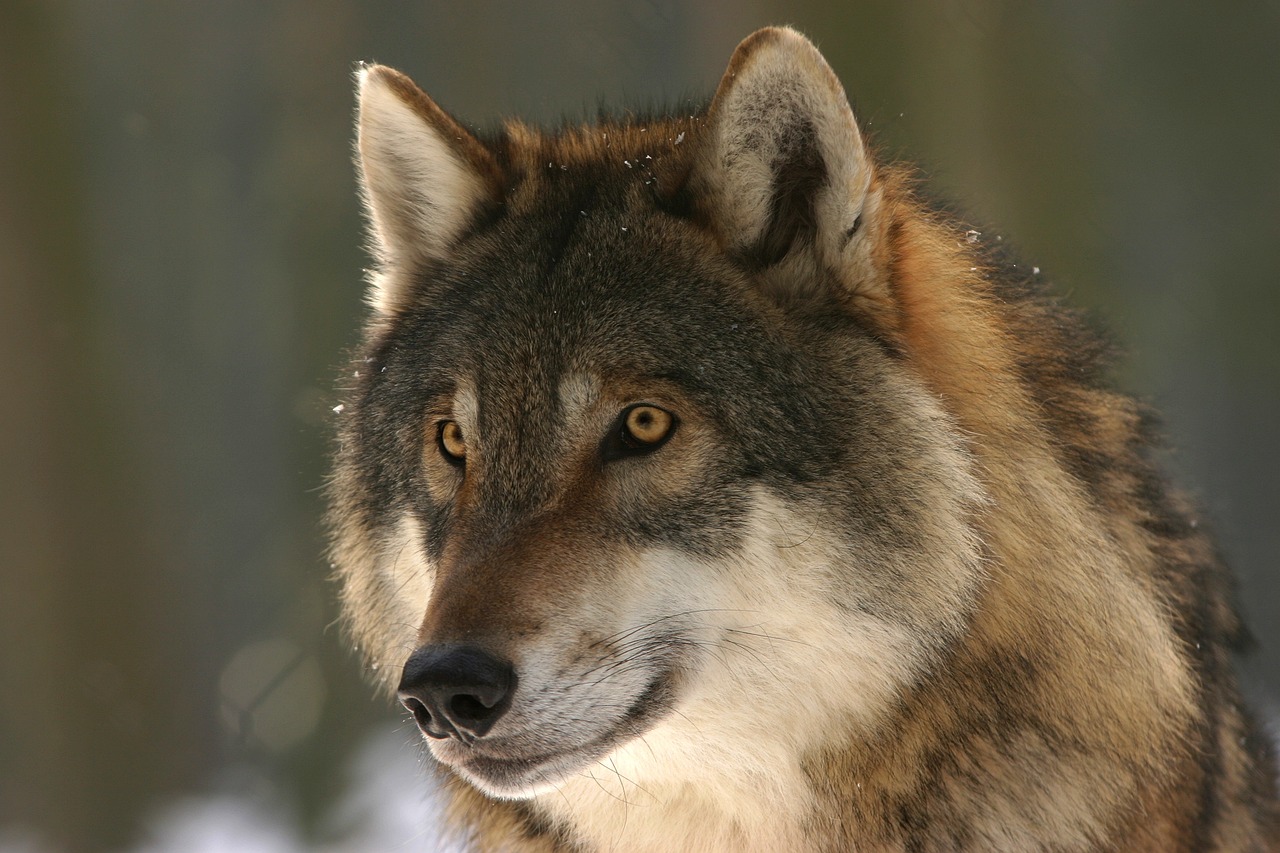 Královéhradecký kraj vydal výjimky, které v případě potřeby umožní odstřel problematických jedinců vlka obecného