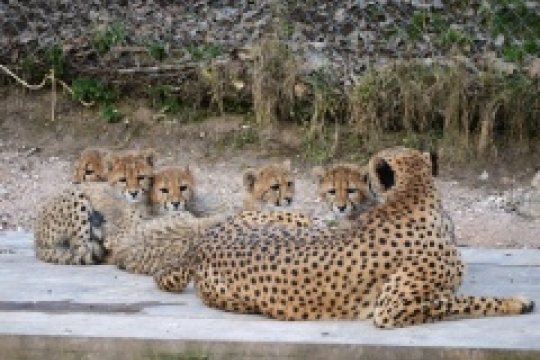 ZOO ve Dvoře Králové se přestrojí do velikonočního