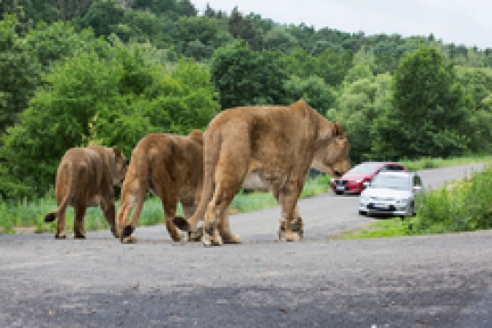 VIDEO: Přijeďte do ZOO za lvy