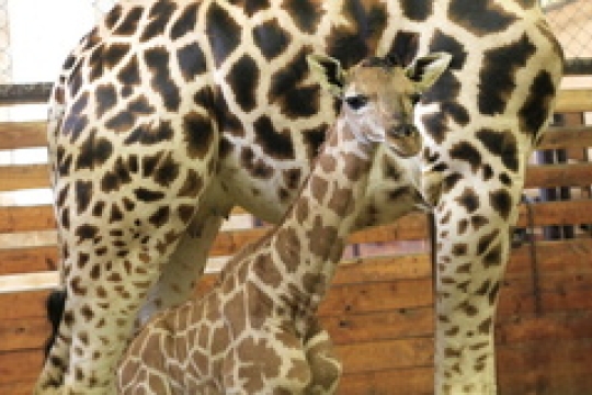 V ZOO Dvůr Králové se narodilo další mládě žirafy Rotshildovy
