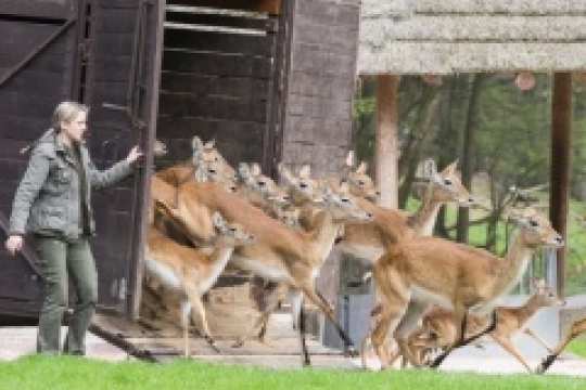 ZOO Dvůr Králové otevře o víkendu Africké safari a zahájí už 70. hlavní sezonu
