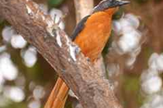 ZOO Dvůr Králové nad Labem poprvé v historii odchovala drozdíky běločapkové