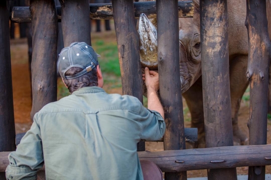 Safari Park Dvůr Králové bezpečně přepravil pět nosorožců do Rwandy