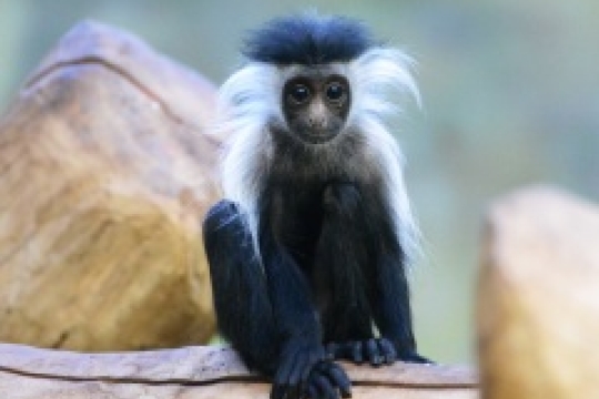 52. mládě guerézy angolské narozené v Královédvorské zoo vypadá jako malý sněhulák 