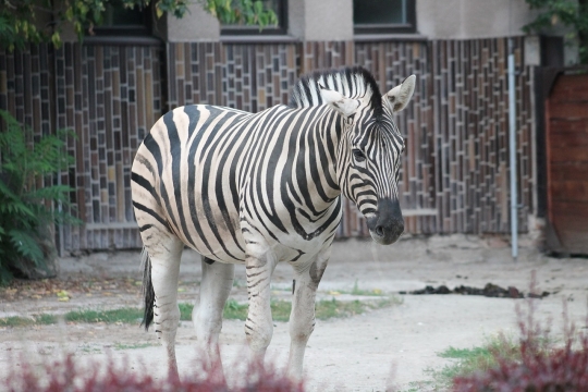 Královédvorský Safari Park obdrží přes 59 milionů korun z krajského rozpočtu