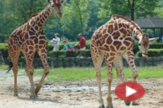 VIDEO: Vyražte za Afrikou do ZOO Dvůr Králové