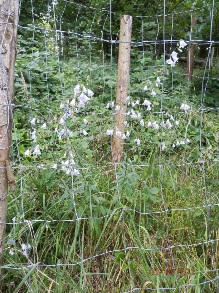 Kvetoucí zvonovec liliolistý