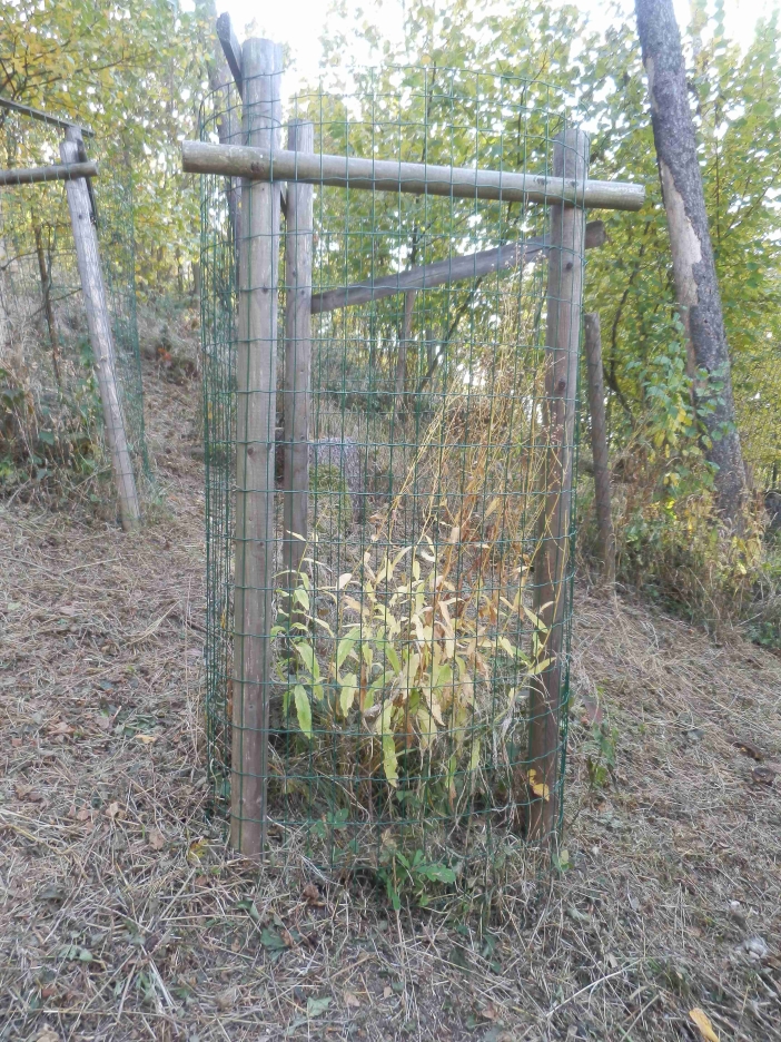 Ohrazení chrání zvonovec 