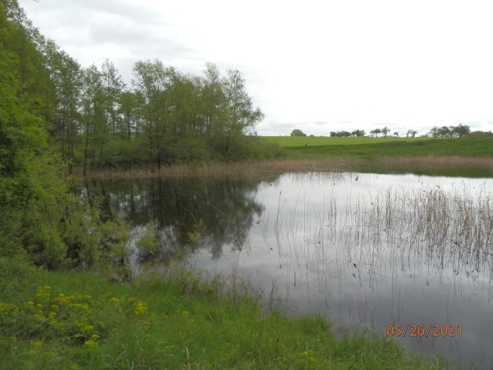 Červená Třemešná - rybník