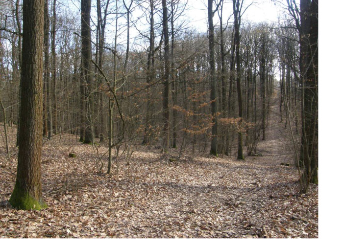 Žlunické polesí 1