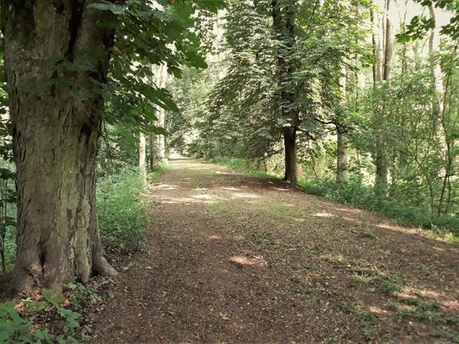 Úlibická bažantnice 1