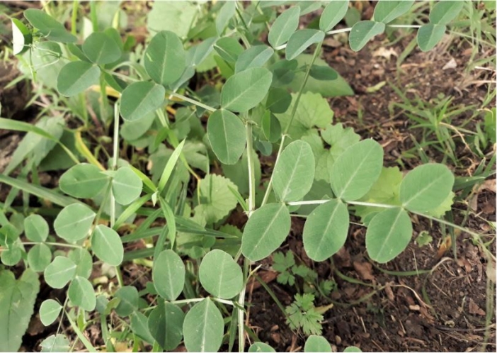 Kovačská bažantnice