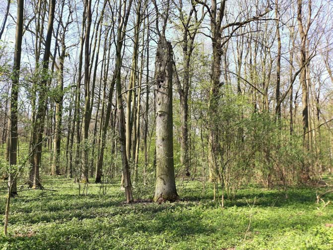 Úlibická bažantnice 3