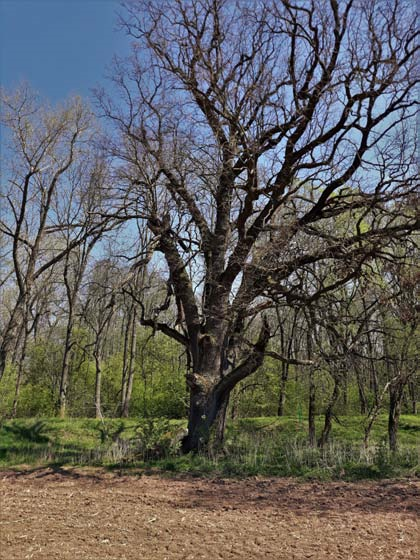 Úlibická bažantnice 4