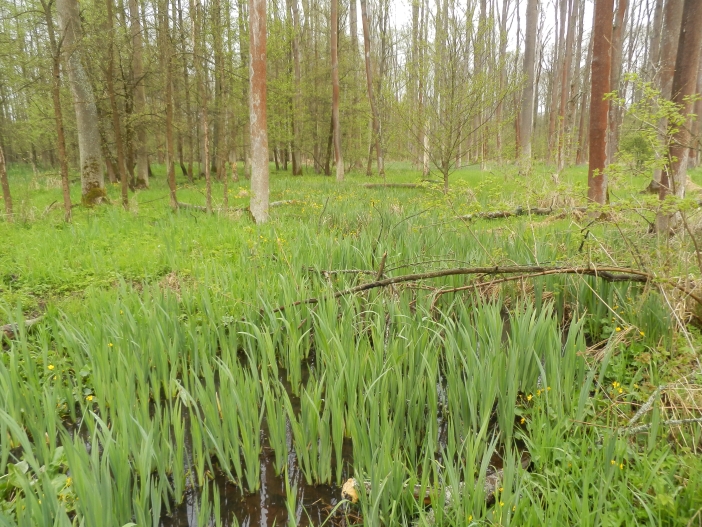 Vřešťovská bažantnice2
