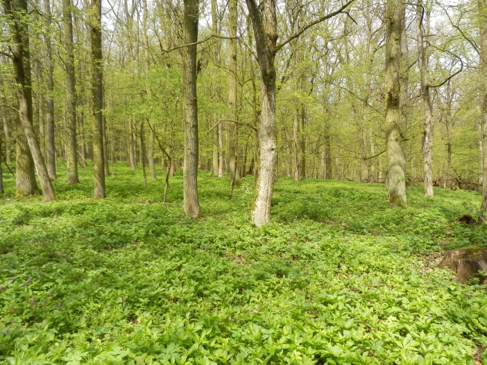 Vřešťovská bažantnice4