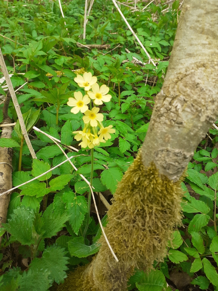 Šestajovická stráň 4