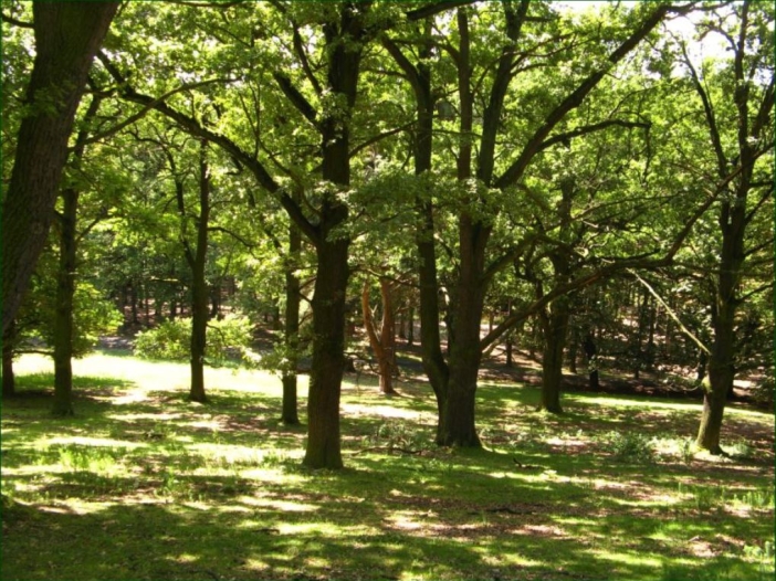 Opočno2