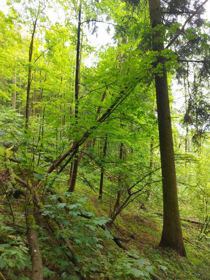 Ve Slatinské stráni5