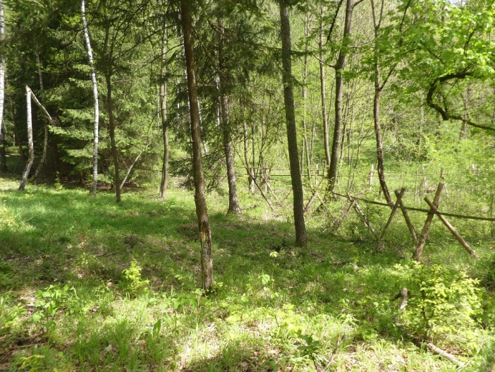 Hustířanský les 2
