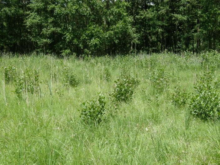 Broumarské slatiny 3