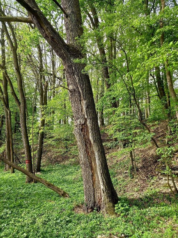 Skalecký háj2