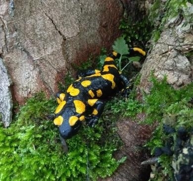 Ve Slatinské stráni3