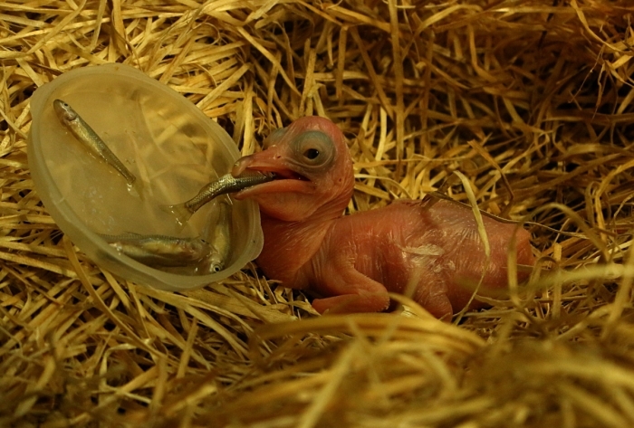 Jaké je vaše nejoblíbenější mládě v ZOO Dvůr Králové roku 2016? Hlasujte a vyhrajte!