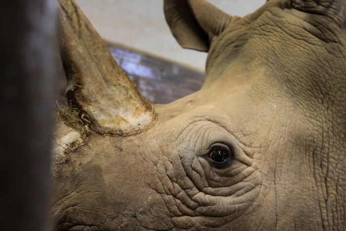 Pamir má další partnerku! ZOO Dvůr Králové získala novou samici nosorožce tuponosého jižního