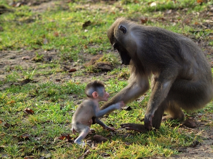 ZOO Dvůr Králové vstoupila do roku 2017 s několika novými mláďaty