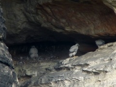 Sokoli v Teplických skalách ukončili hnízdění předčasně