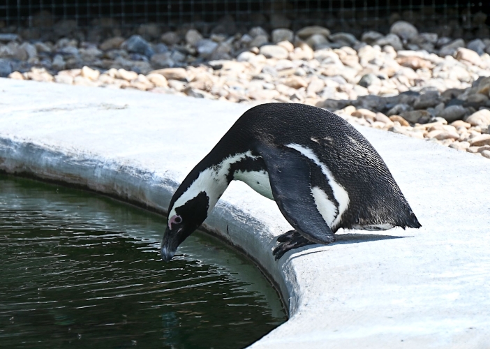 Safari park otevřel expozici, kde se potkává oceán s pouští 