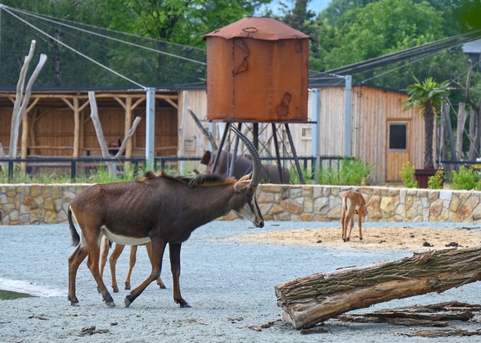 Safari park otevřel expozici, kde se potkává oceán s pouští 