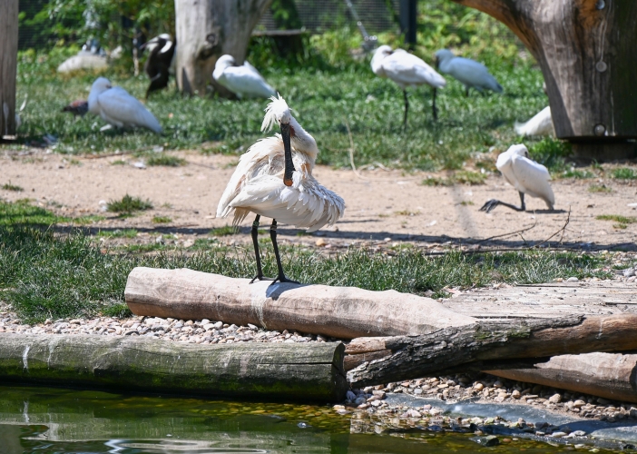 Safari park otevřel expozici, kde se potkává oceán s pouští 