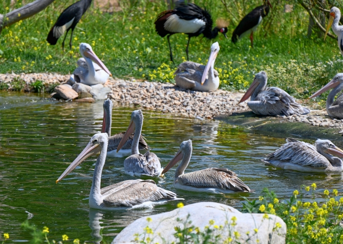 Safari park otevřel expozici, kde se potkává oceán s pouští 