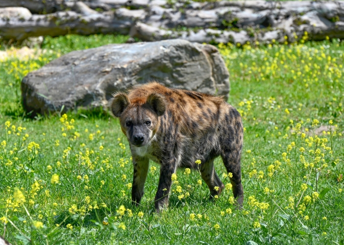 Safari park otevřel expozici, kde se potkává oceán s pouští 