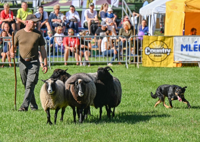 Žně v Královéhradeckém kraji skončily oslavou