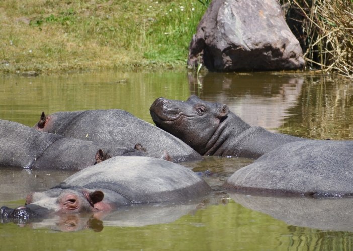 Safari Park Dvůr Králové otevřel novou expozici, turisté tak mají hrochy téměř na dosah ruky