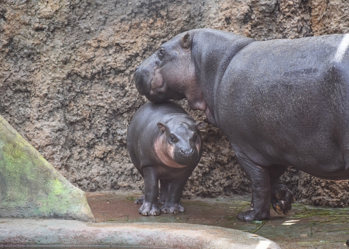 Safari Park Dvůr Králové otevřel novou expozici, turisté tak mají hrochy téměř na dosah ruky